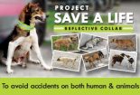 Save-A-Life-Project-Reflective-Collar-Stray-Dogs-Malaysia