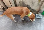 Save A Life Project - Reflective Collar for Stray Dogs in Malaysia