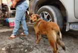 Save A Life Project - Reflective Collar for Stray Dogs in Malaysia