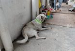 Save A Life Project - Reflective Collar for Stray Dogs in Malaysia