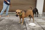 Save A Life Project - Reflective Collar for Stray Dogs in Malaysia