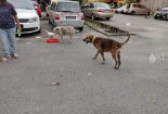 Save A Life Project - Reflective Collar for Stray Dogs in Malaysia