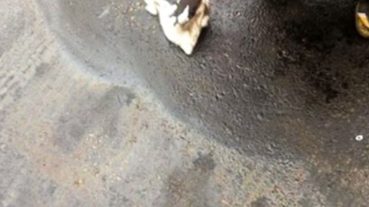 Spilltration Oil Shammy Towel Smooshed Case SPLVM009 Malaysia Singapore Brunei